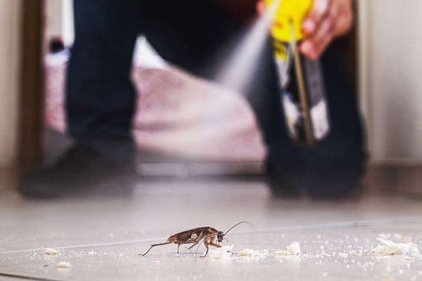 Best Termite Control Services  in Elbow Lake, MN